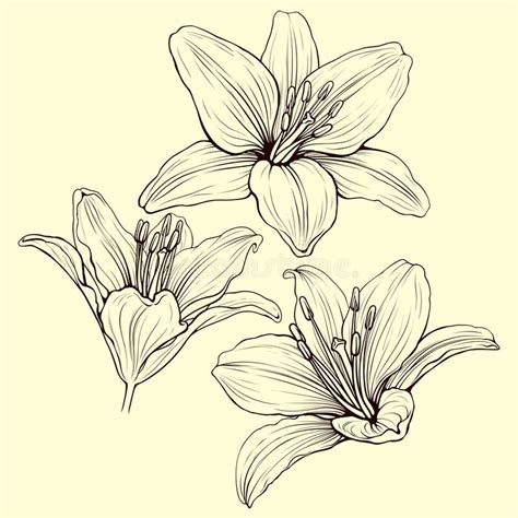 Image Result For Lily Drawing Lilly Flower Drawing Lilly Flower Tattoo