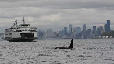 Fresh Perspectives To Help Protect Orcas Port Of Seattle