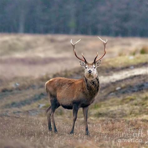 Red Deer Stag In Winter Cairngorms Scotland Photograph By Louise