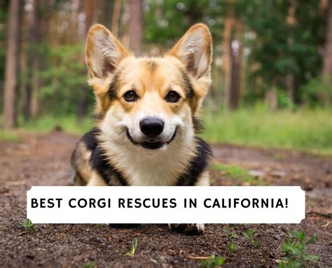 5 Best Corgi Rescues In California 2023 We Love Doodles