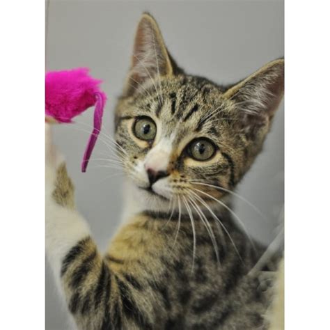 I would think that she is a bengal cat mix, one removed from purebred. Savannah - Female Bengal Mix Cat in QLD - PetRescue