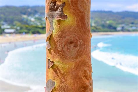 Coastal Tree In Lorne Australia Stock Photo Image Of Region