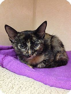 — be at least 18 years of age. Autumn is available for adoption at East Lake Pet ...
