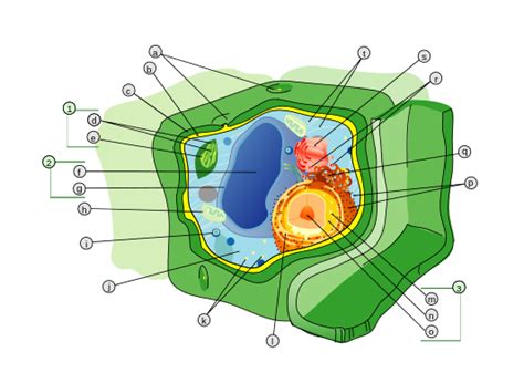 Célula Vegetal Wikipedia La Enciclopedia Libre