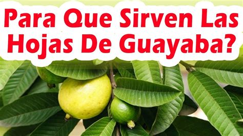 Esto Es Lo Que Te Pasa Si Tomas Te De Hojas De Guayaba PARA QUE SIRVEN