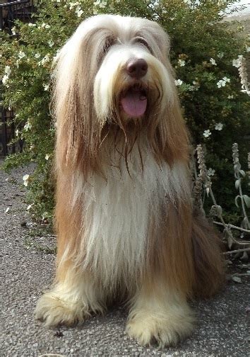 Bearded Collie Club Home Page