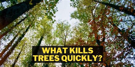What Kills Trees Quickly 5 Methods To Use