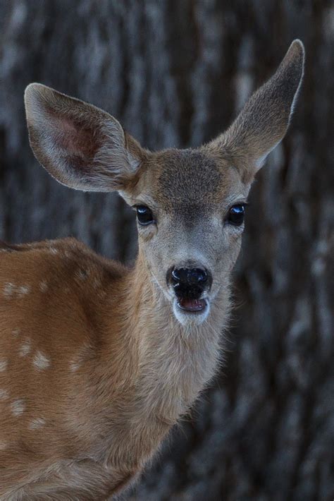 Mule Deer Fawn Mule Deer Fawn Seen At Pinnacles National P Norman