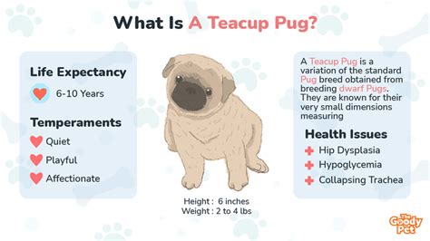 Teacup Pug A Complete Guide To This Miniature Pug Breed The Goody Pet