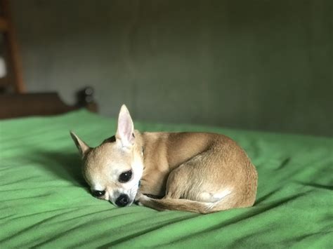Male Chihuahua Personality Traits Pets Lovers