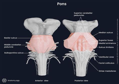 Pons Encyclopedia Anatomyapp Learn Anatomy 3d Models Articles