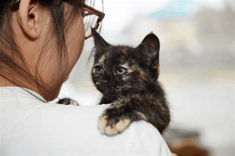 Baby Kittens For Adoption Adopt Blossom Kitten Adoption Grey Tabby