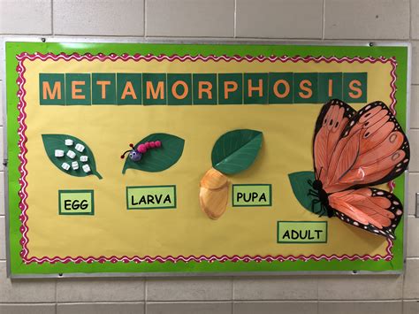 Metamorphosis Butterfly Life Cycle Bulletin Board I Like To Use