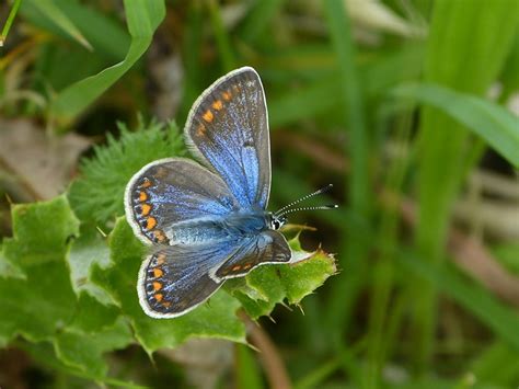 Butterfly Pictures Common Blue Polyommatus Icarus