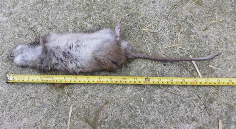 Britains Biggest Rat 19 Inch Rat Caught In Dorset