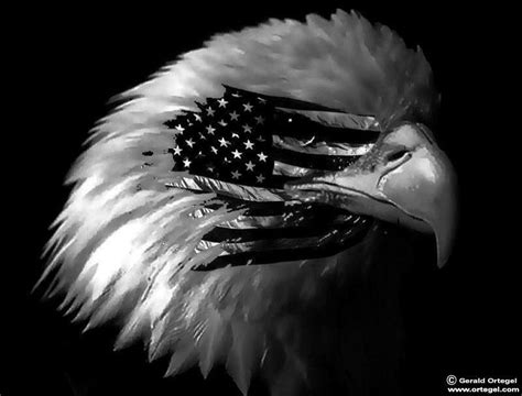 Pride The Bald Eagle American Flag American Symbol Of Freedom Bald Eagle Black And White