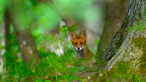Sweden Fox Fox Breeds Red Fox Fox