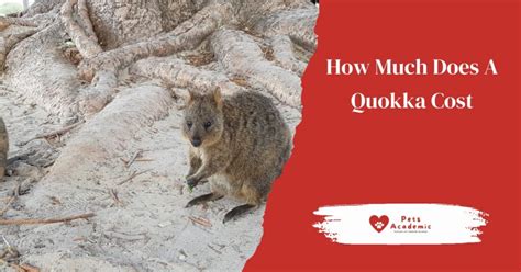 Do Quokkas Throw Their Babies At Predators Pets Academic