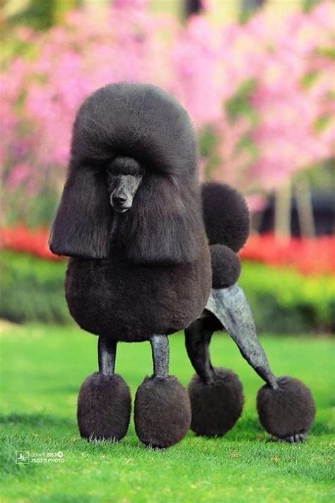 15 Very Interesting And Funny Dog Haircuts This Way Come Dog