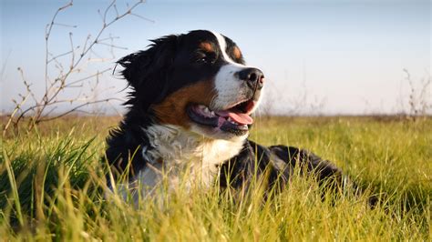 13 Quietest Dog Breeds That Make Peaceful Companions Petsradar