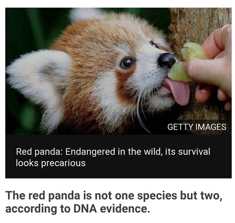 The Red Panda Is Now Considered To Be Two Separate Species Rather Than