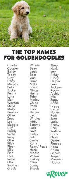 As far as coloring goes, a goldendoodle can be cream, apricot, red, chocolate, black or a mix of these colors. 39 Best Dog Names images | Dog names, Popular dog names ...