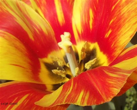 Photos By Leigh Goessl In Photos Anatomy Of A Tulip