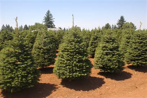 Materie prime altamente performanti, design e tecnologia d'avanguardia caratterizzano i nostri prodotti. Noble Fir | Coniferous Forest