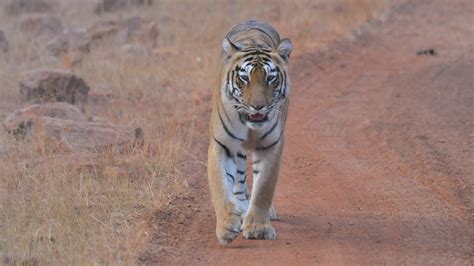 If Modi Is Serious About Saving Indias Tigers He Must