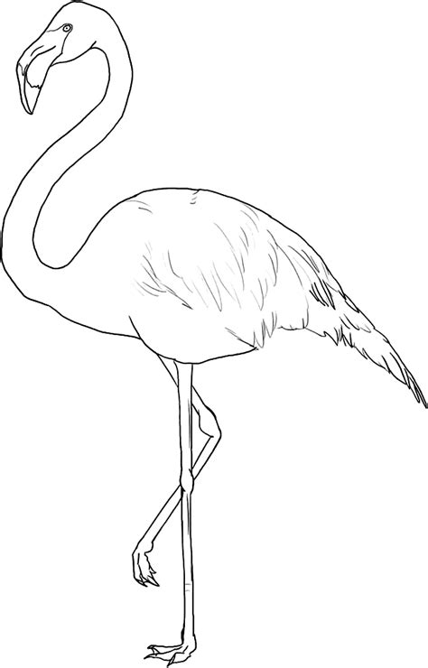 Desenho De Flamingo Dormindo Para Colorir Tudodesenhos
