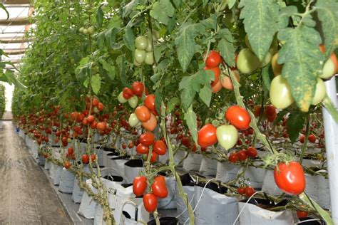 Rijk Zwaan Red Nowara Hybrid Tomato Seeds Pack Type Packet Packaging