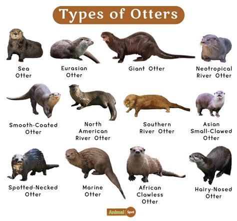 Otter Facts Types Diet Reproduction Classification Pictures