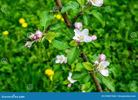 Flowers Of Apple Tree In The Rays Of A Bright Sun Apple Tree Is