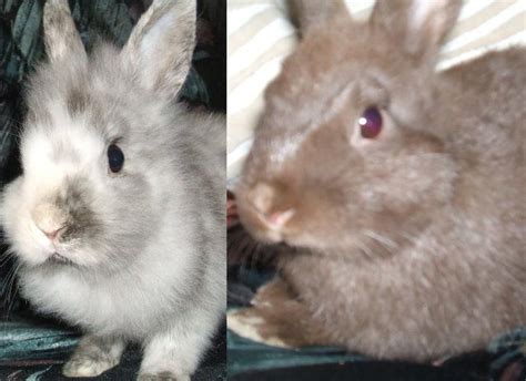 Falls nicht, hast du vier jahre dafür zeit und musst auch keinen verspätungszuschlag fürchten. Nagetiere - Kaninchen Tieranzeigen Seite 42