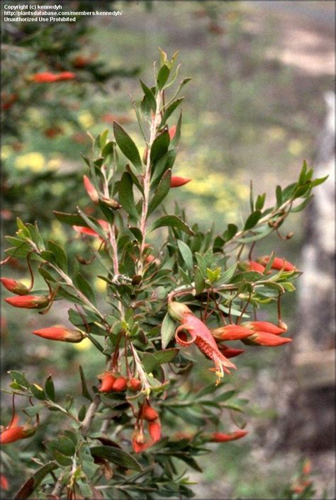 Any of several other australian shrubs with fruits said to be eaten by emus. PlantFiles Pictures: Spotted Emu-bush (Eremophila maculata ...