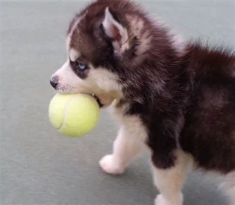 My dog had pups 6 days ago. Husky Puppy Discovers Tennis Ball, Won't Let It Go (VIDEO ...