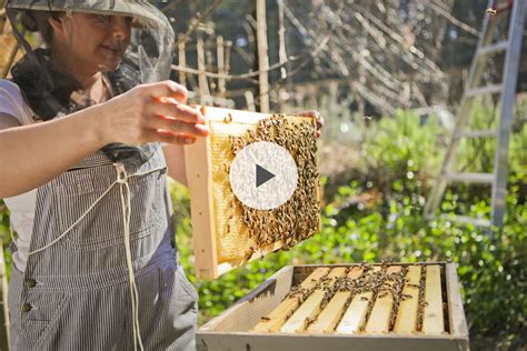 How To Be A Successful Beekeeper To Bee Or Not To Bee Bee Keeping Backyard Bee Raising Bees