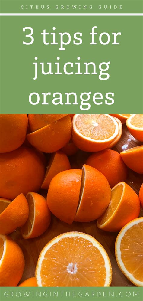 3 Tips For Juicing Oranges Growing In The Garden Oranges Juice