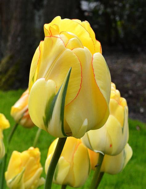 Tulipan Akebono® Cebulki Tulipanów Dutchgrown™