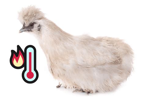 Are Silkie Chickens Heat Tolerant