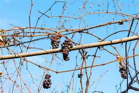 Red Grapes Dry In The Vineyard In Sunny Day Stock Photo Image Of
