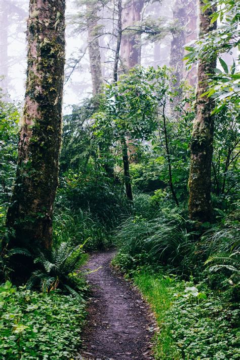 Jungle Path Pictures | Download Free Images on Unsplash