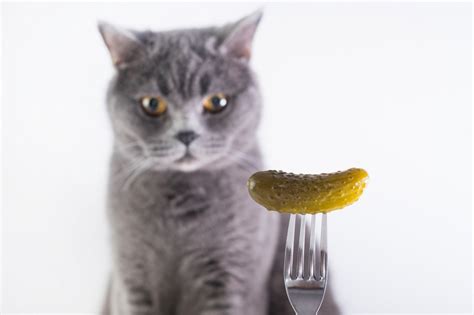 Why Are Cats So Afraid Of Cucumbers Slidedocnow
