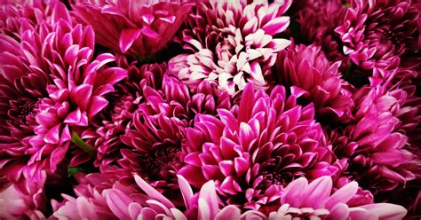 Chrysanthemum Flowers · Free Stock Photo