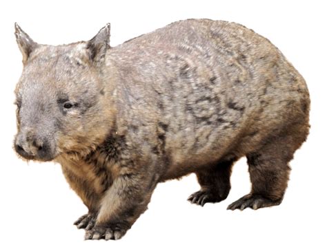Wombat Clipart 20 Free Cliparts Download Images On