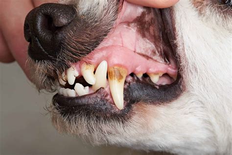 Dental Health Care Tips For Senior Dogs To Improve Life Quality