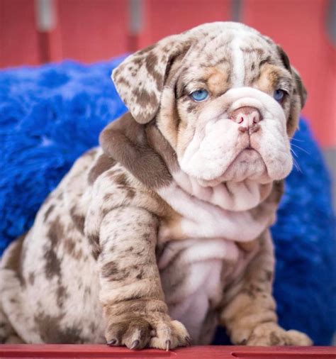 Will post more news as soon as we know. English Bulldog Puppies For Sale | Atlantic, IA #293498