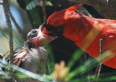 Baby Cardinal Being Fed By Mom And Dad Beautiful Birds Pet Birds