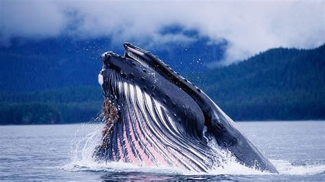 Hd Wallpaper Killer Whale Head Splash Water Sea Nature Animal