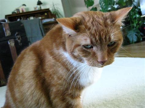 We did not find results for: The Official "Funny Cat Pictures" Thread - Ford Mustang Forum